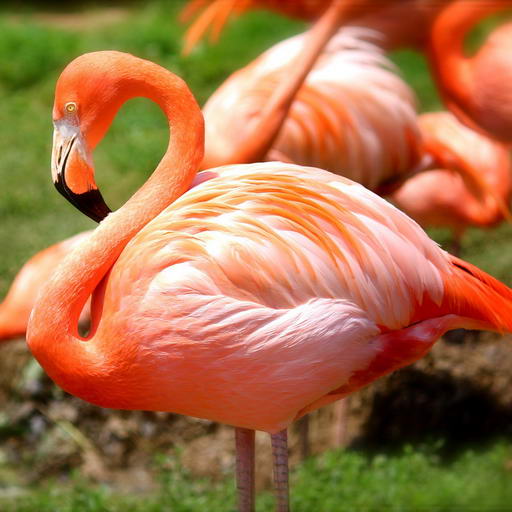 Chilean Flamingo