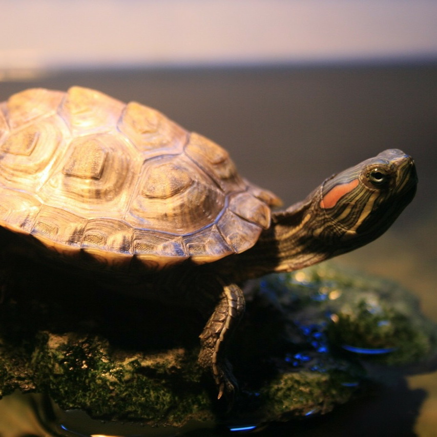 Chinese Stripe Necked Turtle