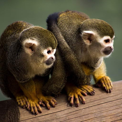 Common Squirrel Monkey