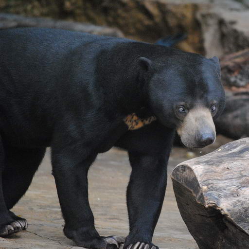 Formosan Black Bear