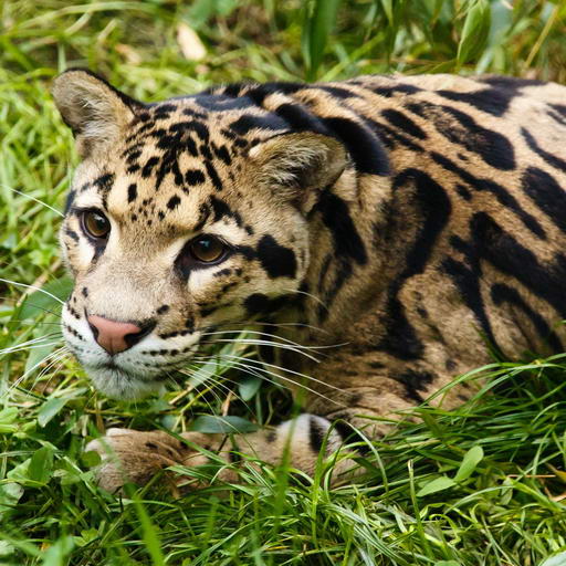 Formosan Clouded Leopard