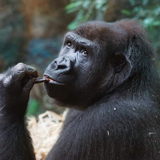 Gorilla