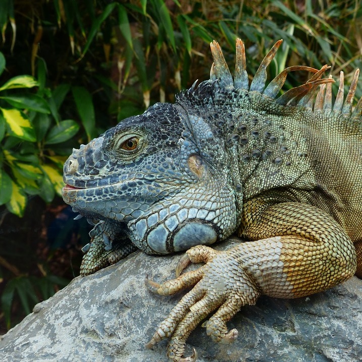 Green iguana