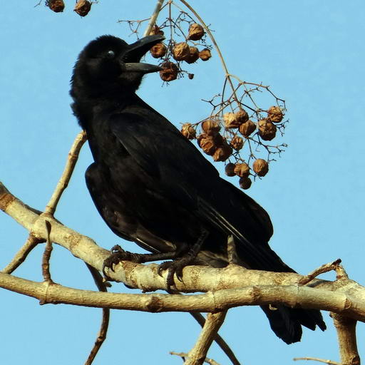 Jungle Crow