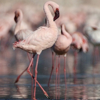 Lesser flamingo