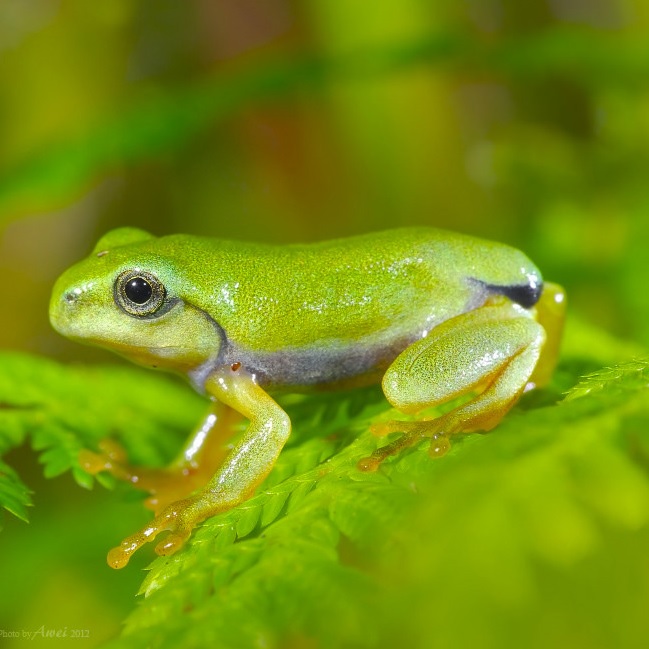 Rhacophorus moltrechti