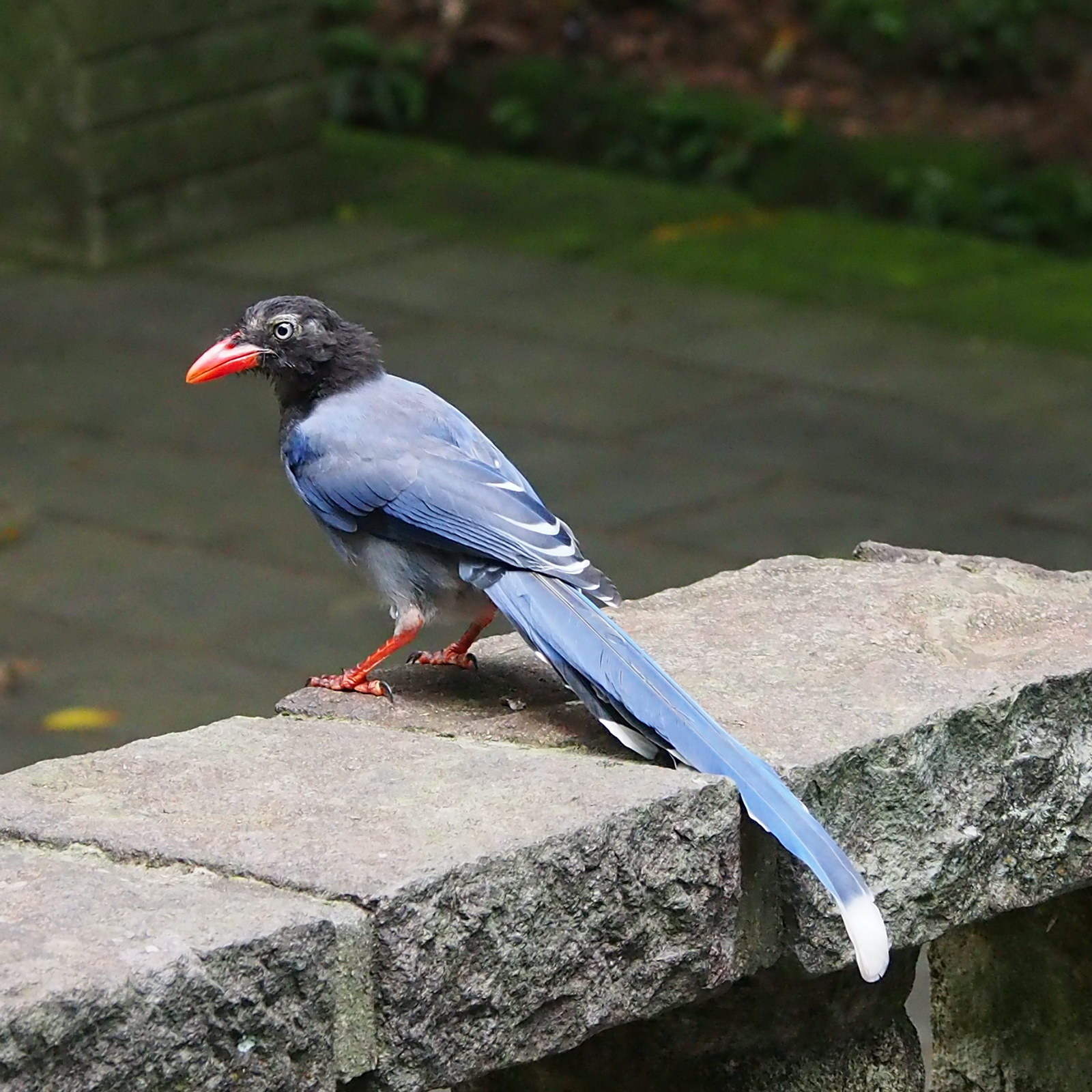 Taiwan Blue Magpie